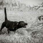 bird dog, hunting dog, gun dog, lifestyle photography