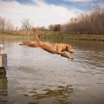 life afield, sporting lifestyle, hunting dog stock photography